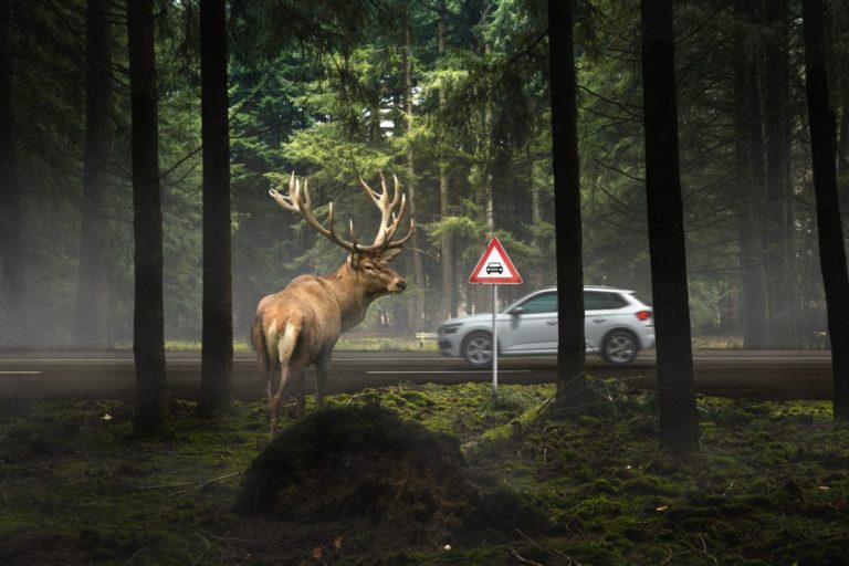 Pojišťovna nemusí zaplatit automaticky. Po srážce se zvěří rozhoduje i to, komu zavoláte